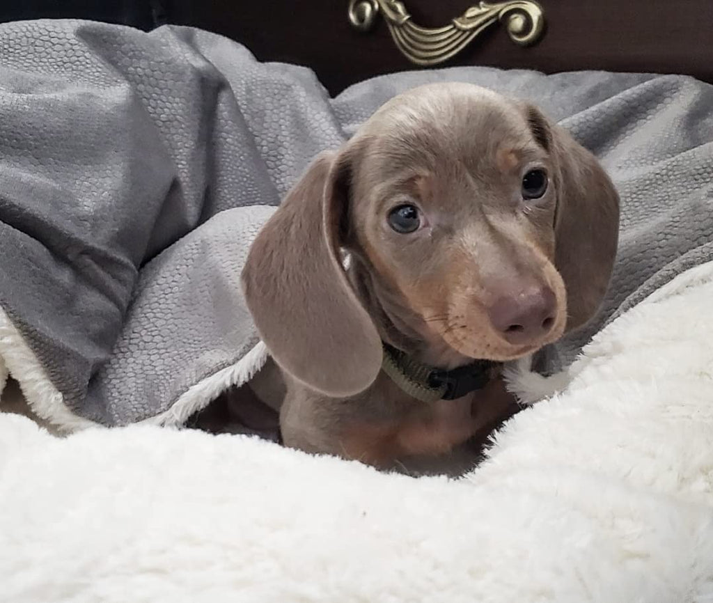 Flauschige Hundehhle Kuschelwolke – Perfekter Rückzugsort für deinen Liebling