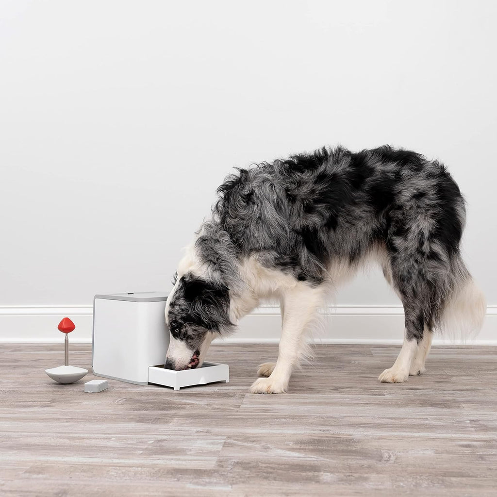 PetSafe Teach and Treat, distributore di premi per addestramento cani, telecomandato, per addestramento e rinforzo positivo, richiede 4 batterie D, grigio