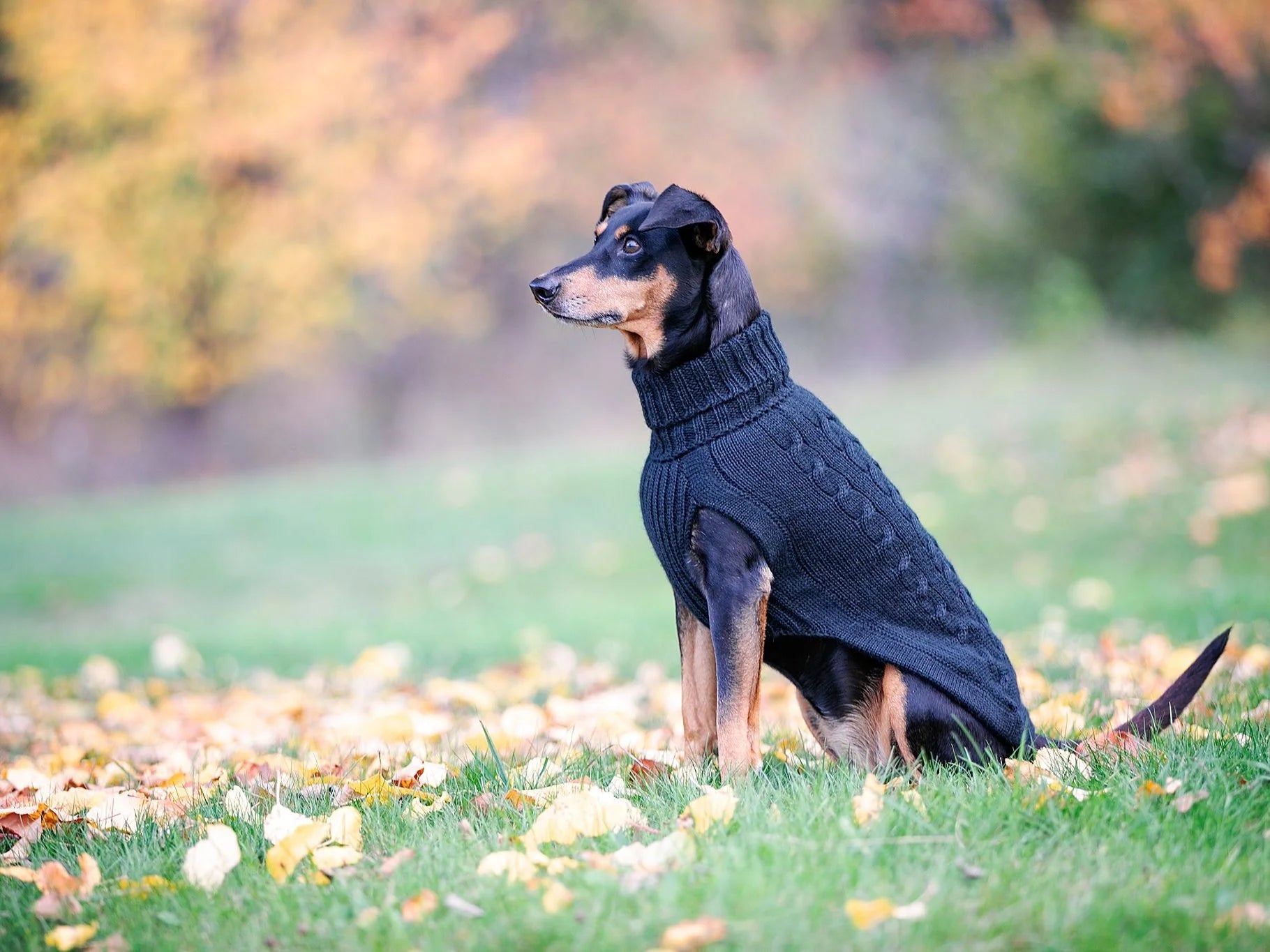 Pullover für Hunde: Himalaya