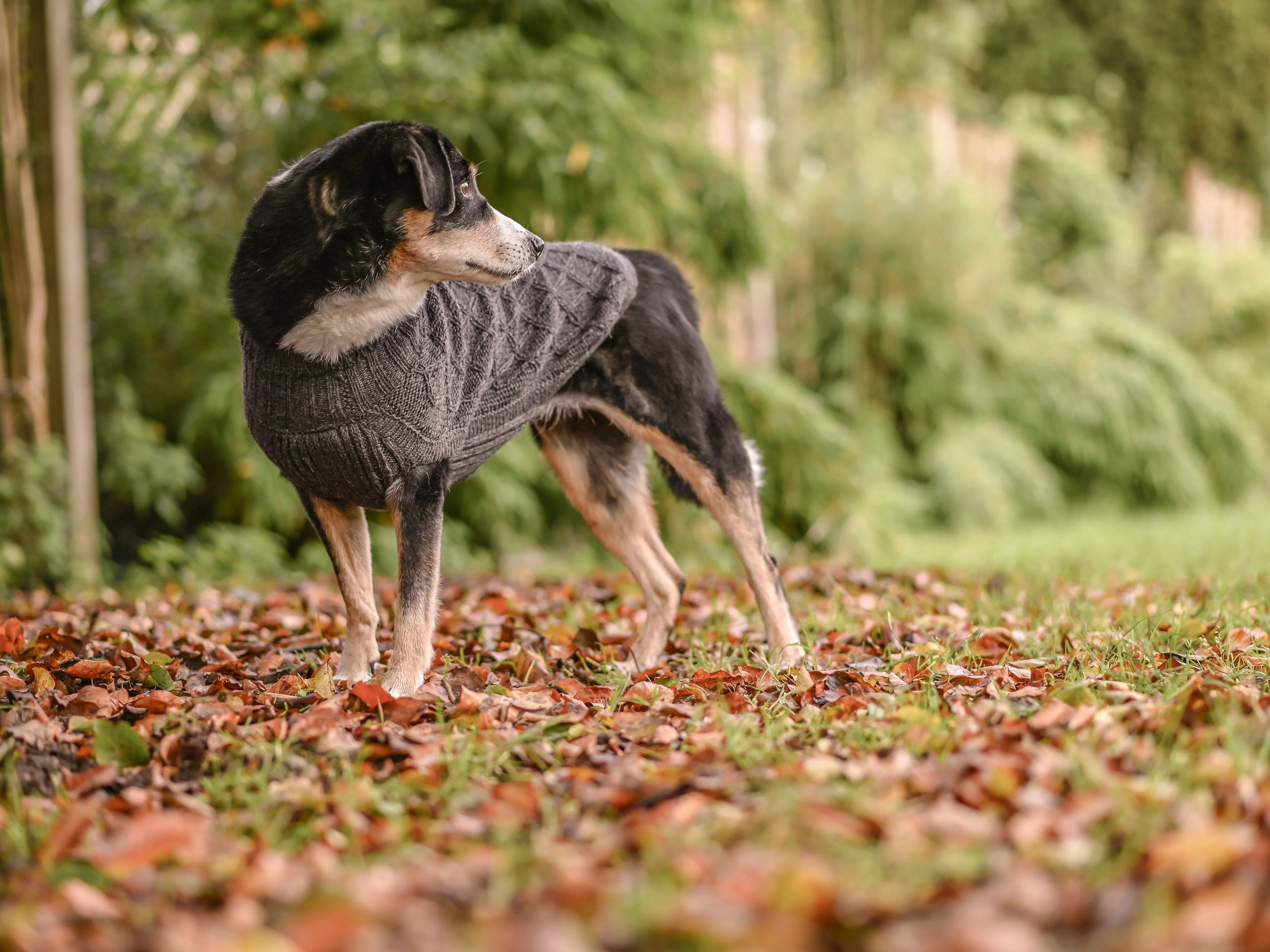 Pullover für Hunde: Himalaya
