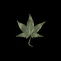 Acero - Spilla (verde)
