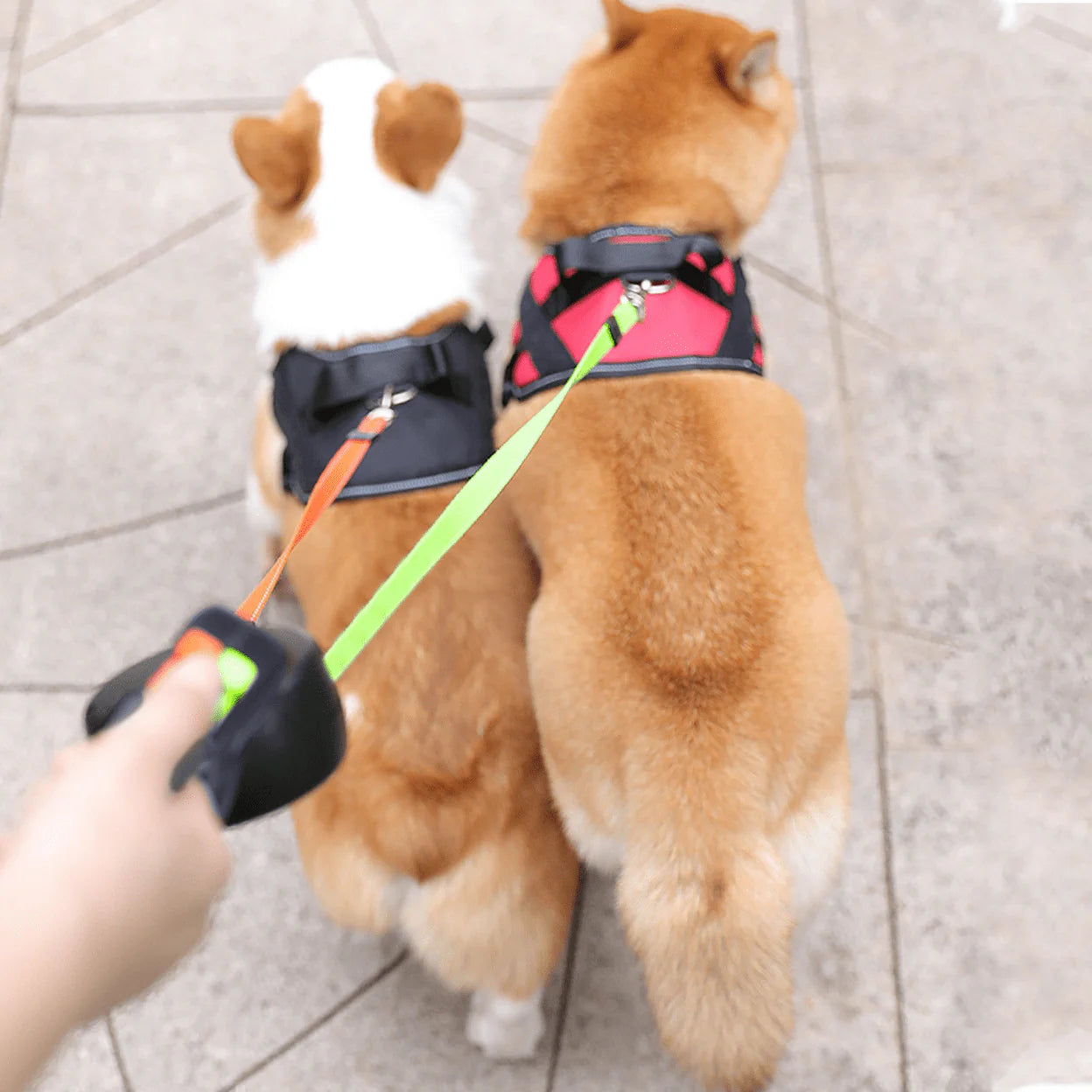 LumiPup - Guinzaglio doppio per cani con torcia avvolgibile