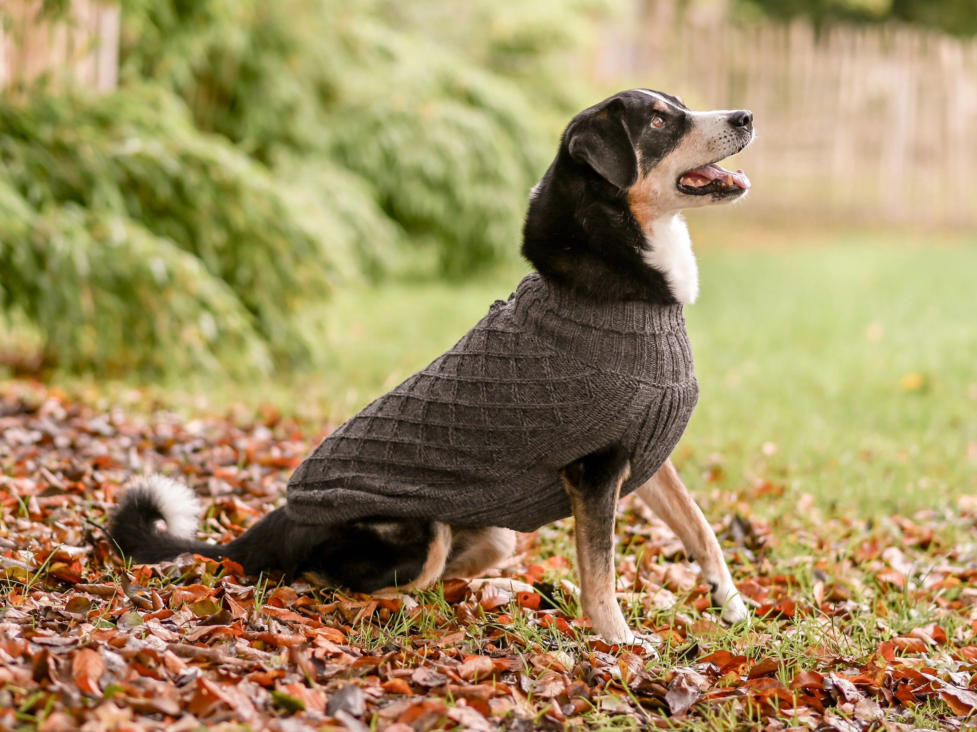 Pullover für Hunde: Himalaya