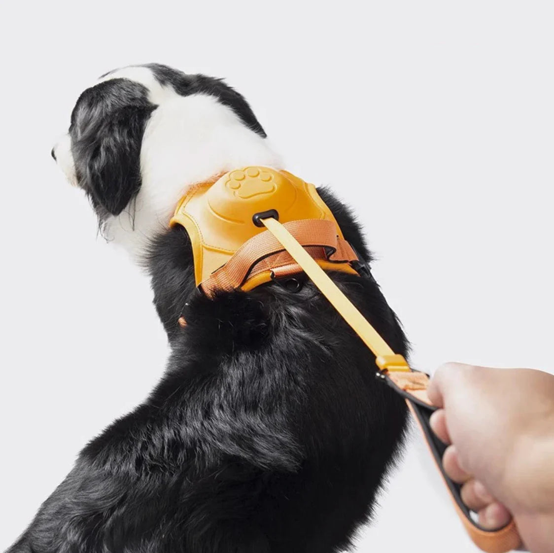 Imbracatura per cani con guinzaglio integrato: comfort e controllo in un'unica soluzione
