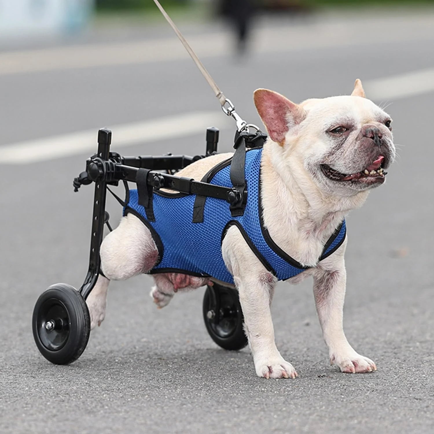 Rollstuhl für Hunde – Mobilitt und Freiheit für Ihren Vierbeiner