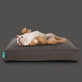 Lounger Plus Hundekissen