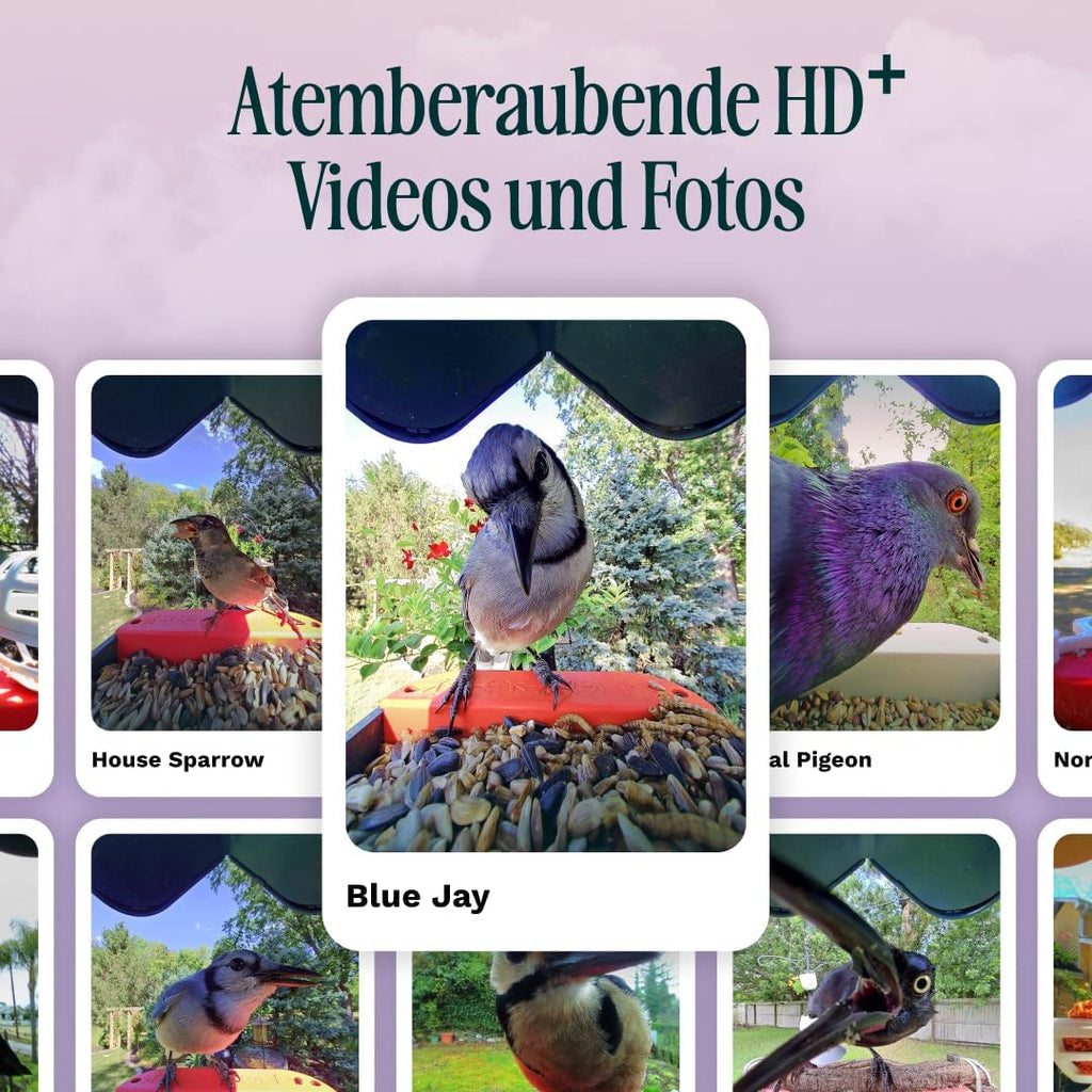 Bird Buddy Pro Solar Smart Vogelfutterstation mit Kamera – AI-Vogelarten-Identifikation, 5-MP-Fotos, 2K-Ultra-Video-Live-Stream-Kamera, Zeitlupenvideo, 6,6 cm Fokus – Blue Solar