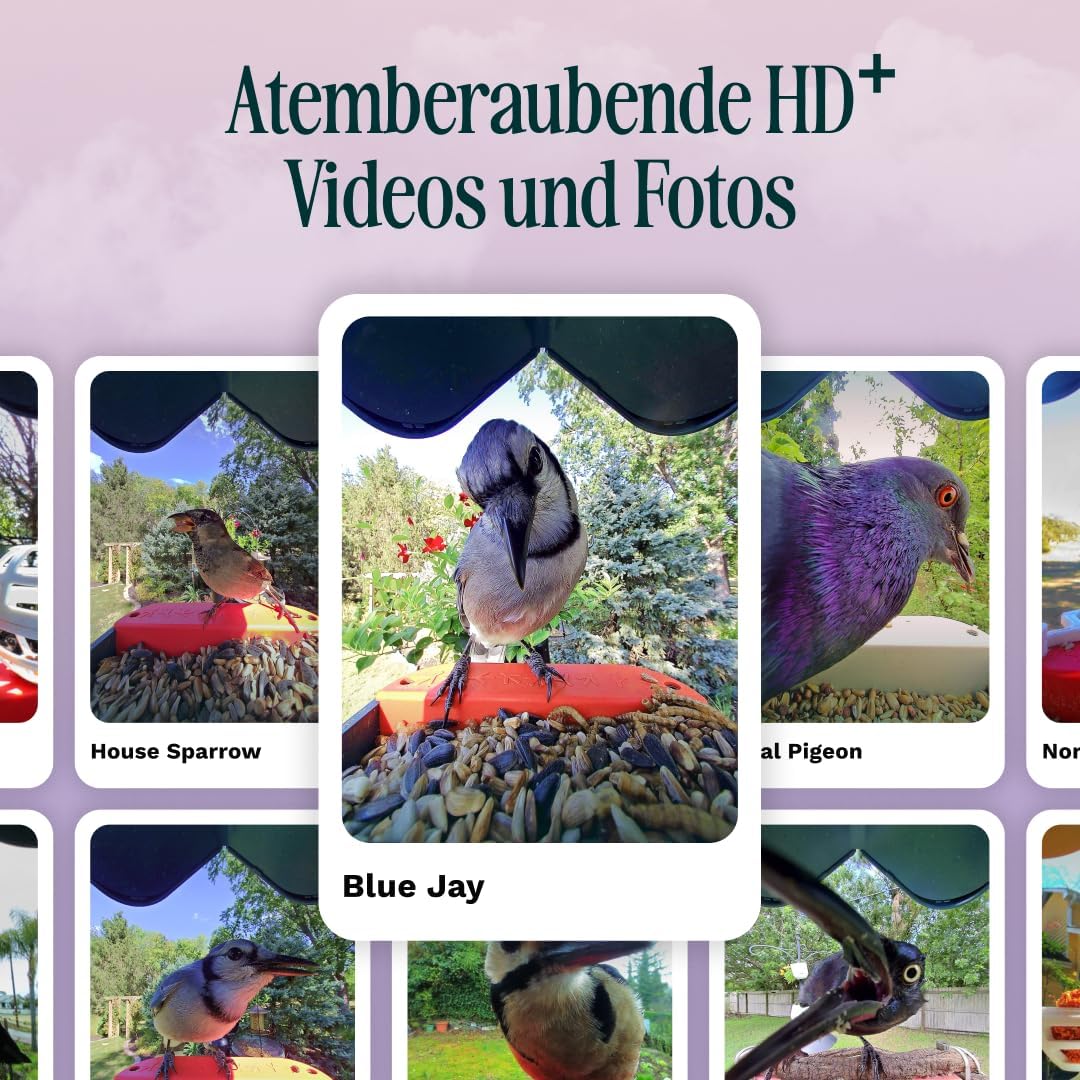 Bird Buddy Pro Solar Smart Vogelfutterstation mit Kamera – AI-Vogelarten-Identifikation, 5-MP-Fotos, 2K-Ultra-Video-Live-Stream-Kamera, Zeitlupenvideo, 6,6 cm Fokus – Blue Solar