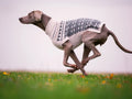 Pullover für Hunde: Himalaya