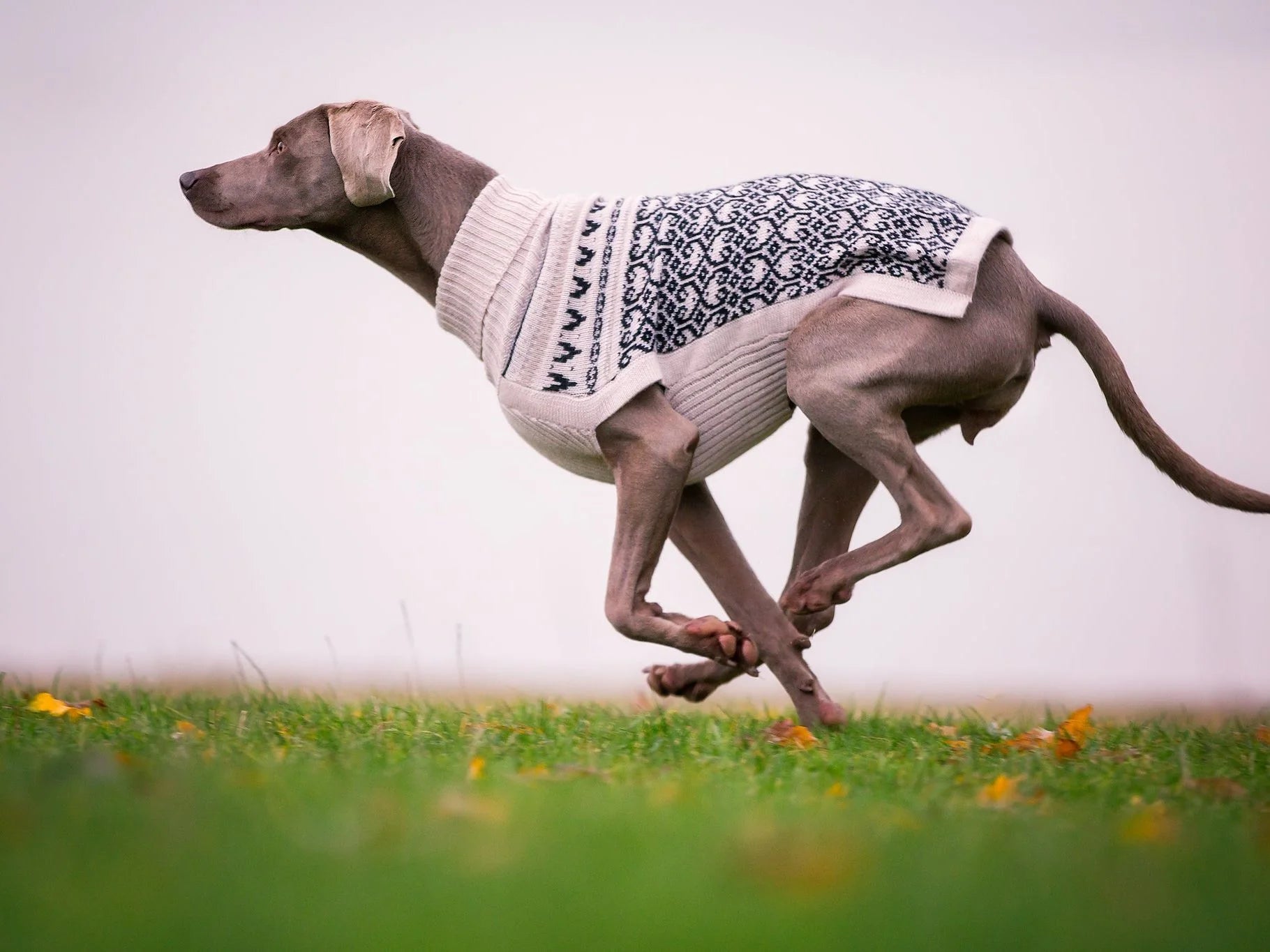 Pullover für Hunde: Himalaya