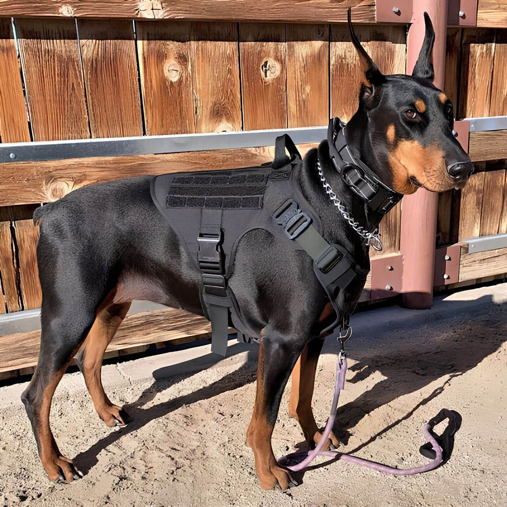 Taktisches Outdoor-Hundegeschirr – Robuste Weste mit Molle-System für aktive Hunde