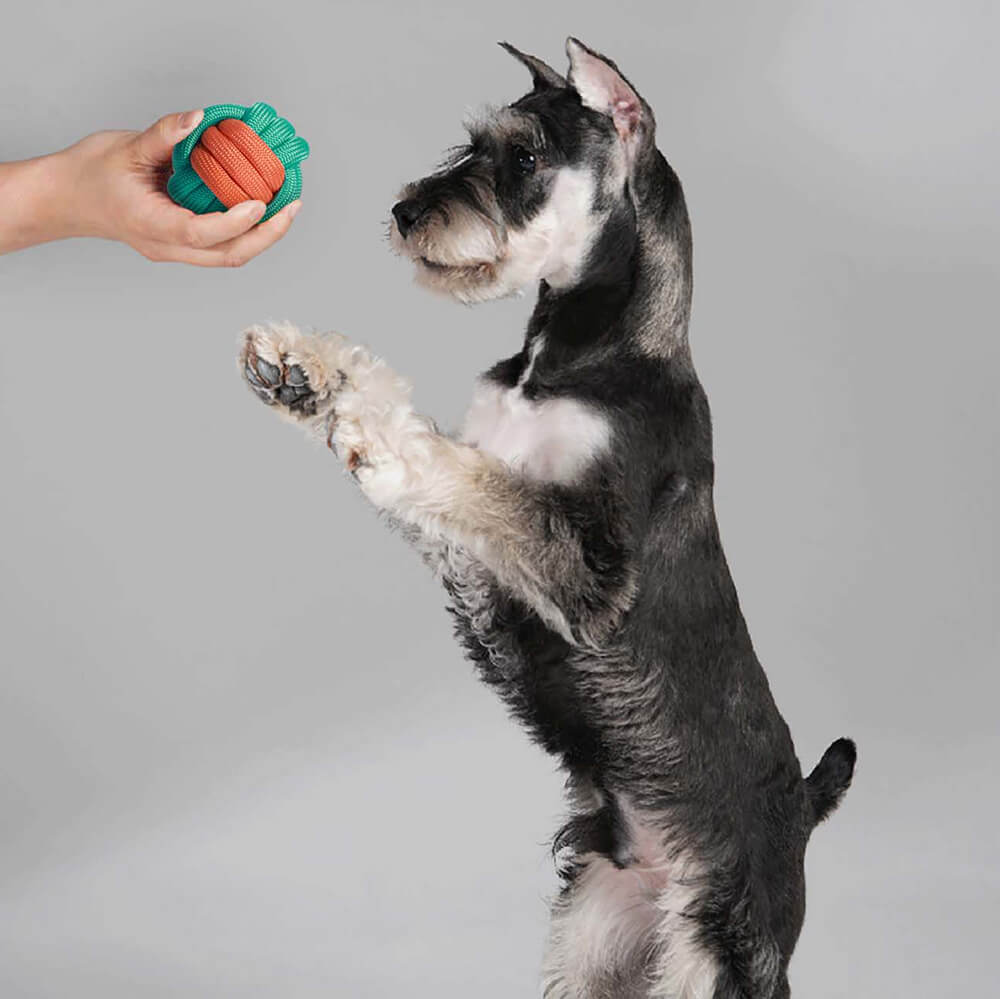 Quietschspa Hundespielzeug-Set – Interaktive Plüsch-Leckereien und Kaue-Spa