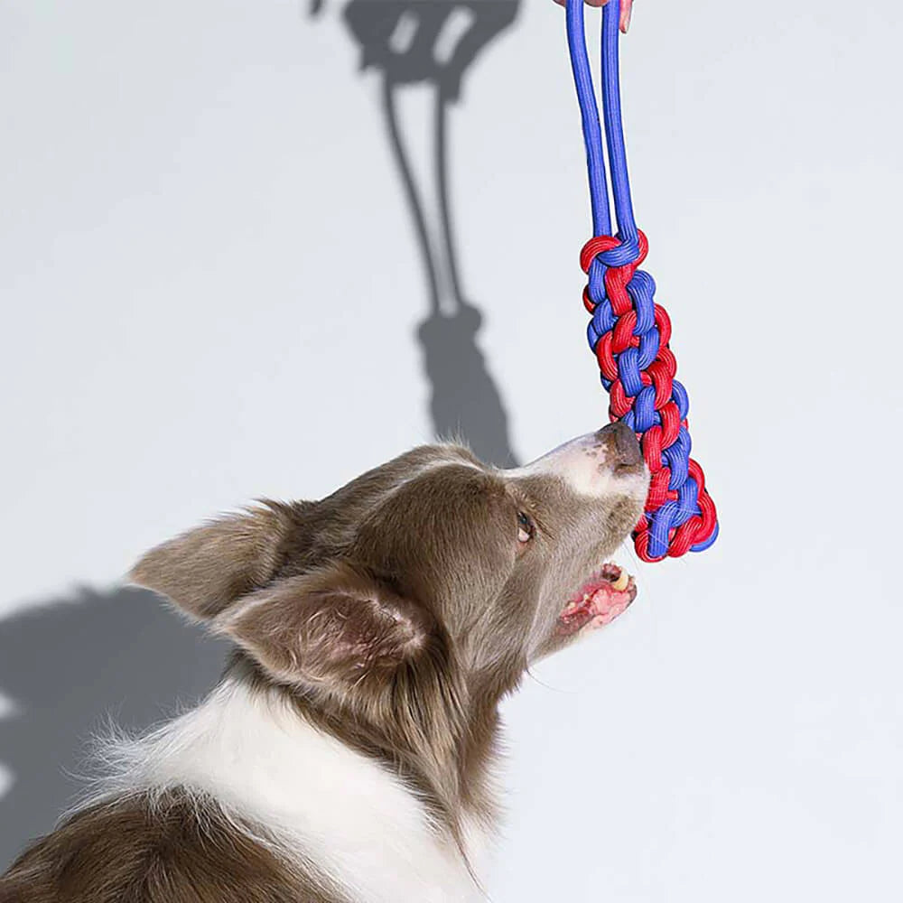 Quietschspa Hundespielzeug-Set – Interaktive Plüsch-Leckereien und Kaue-Spa