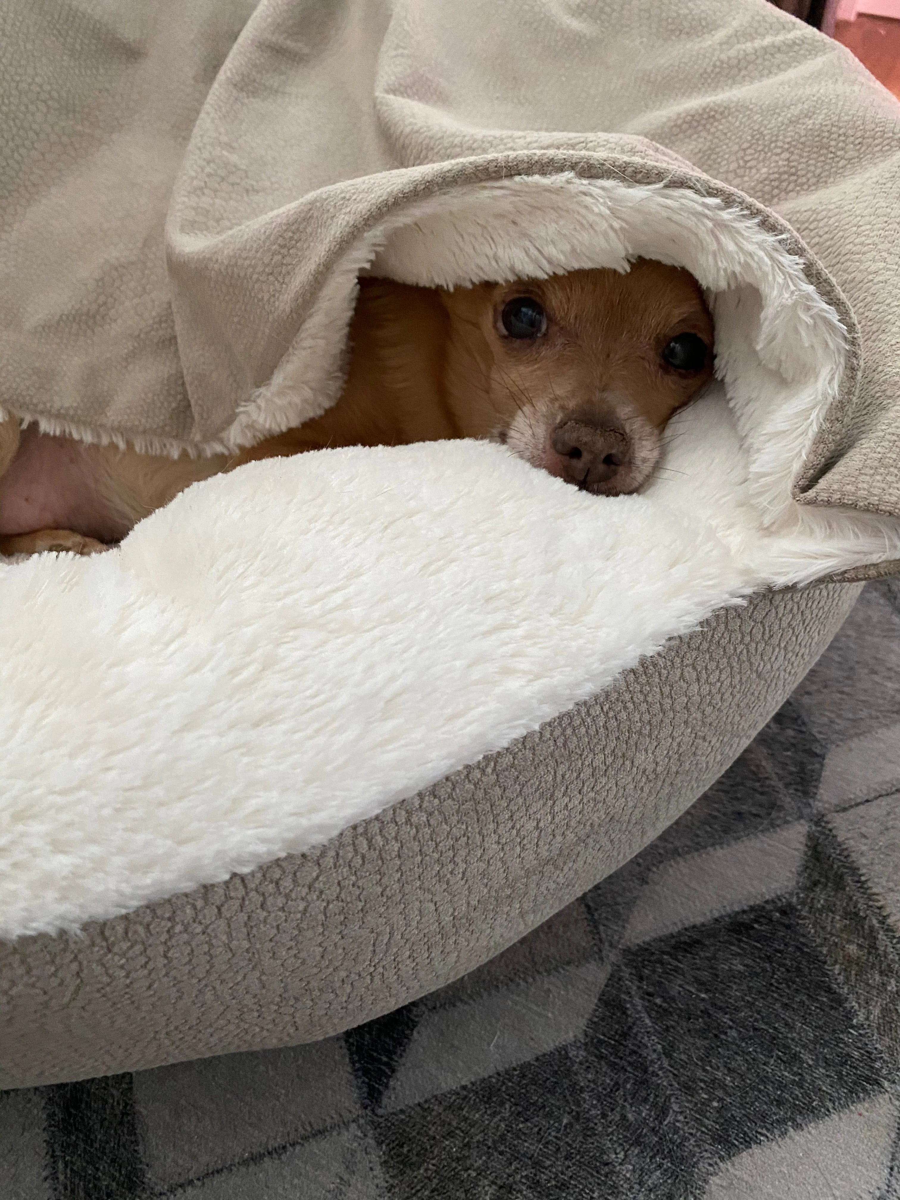 Flauschige Hundehhle Kuschelwolke – Perfekter Rückzugsort für deinen Liebling