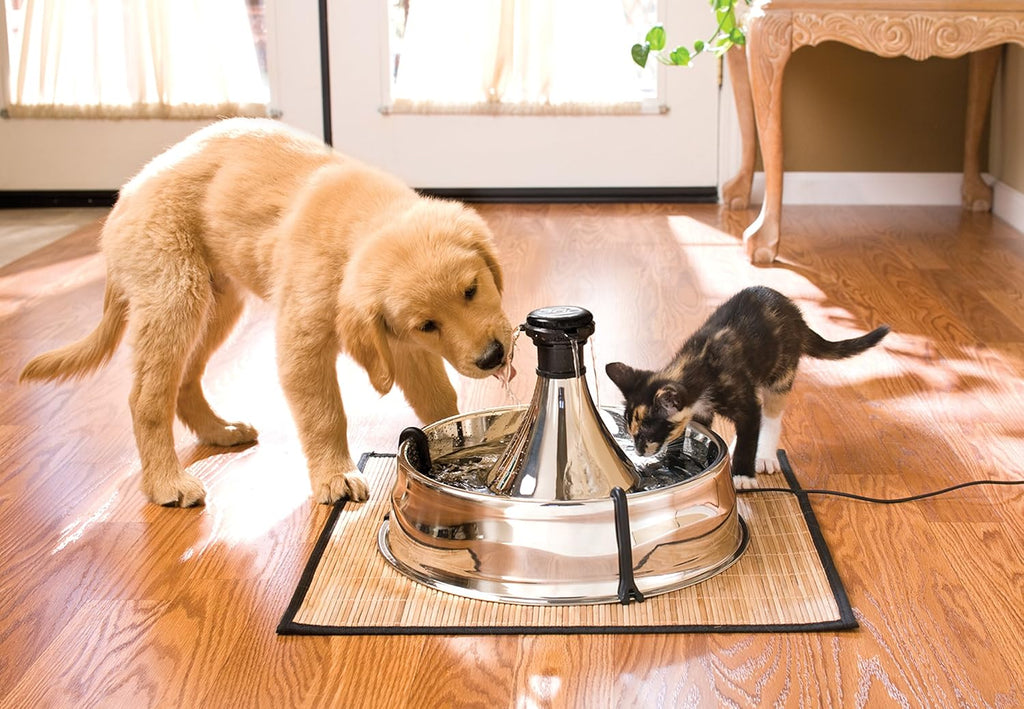 PetSafe Drinkwell 360 Fontana per Cani e Gatti, Fontana per Gatti da 3,8 Litri, Fontana in Acciaio Inossidabile e Filtro a Carbone Attivo per Fontana Drinkwell 360, Filtro di Ricambio per PetSafe, Confezione da 3