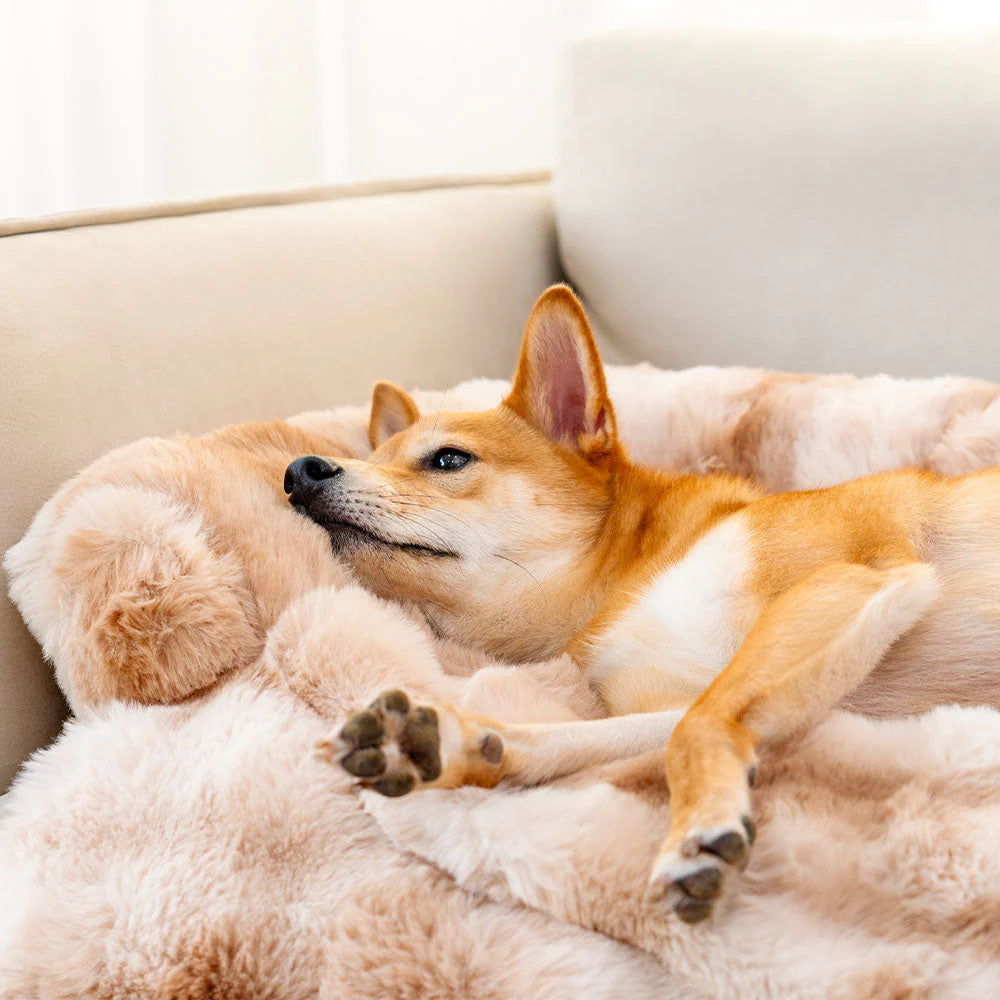 Flauschiges Hundesofabett mit beruhigendem Schutz für Ihr Haustier