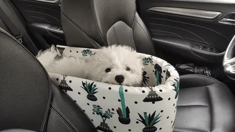 Sniffa | Seggiolino auto sicuro per il tuo cane