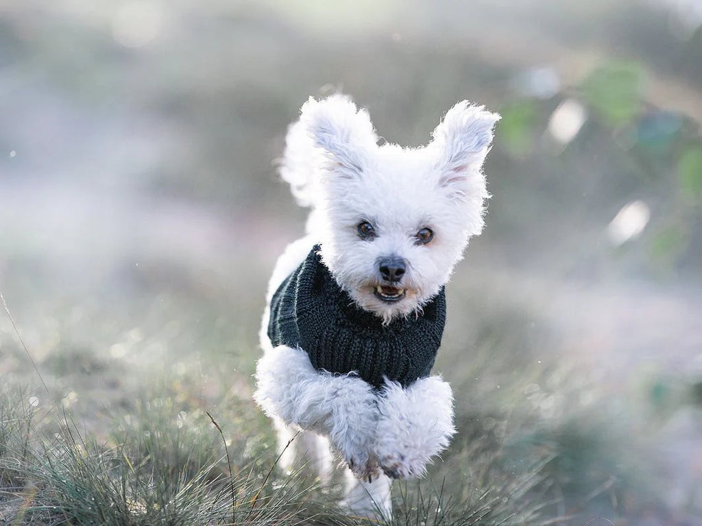 Pullover für Hunde: Himalaya