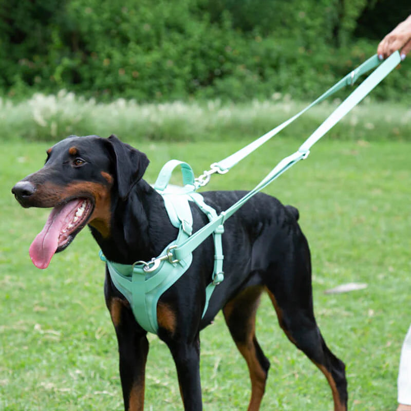 FlexiFit - Verstellbares Gummiband-Hundegeschirr für maximalen Komfort