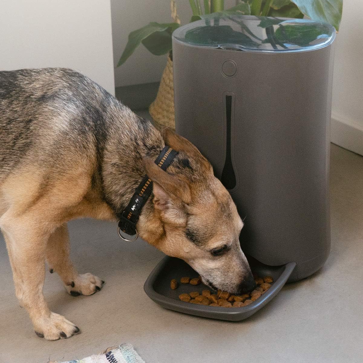 Navaris Distributore Automatico di Cibo con Timer - Ciotola per Alimenti Automatica da 6L con Timer e Notifica Sonora - per Cane e Gatto