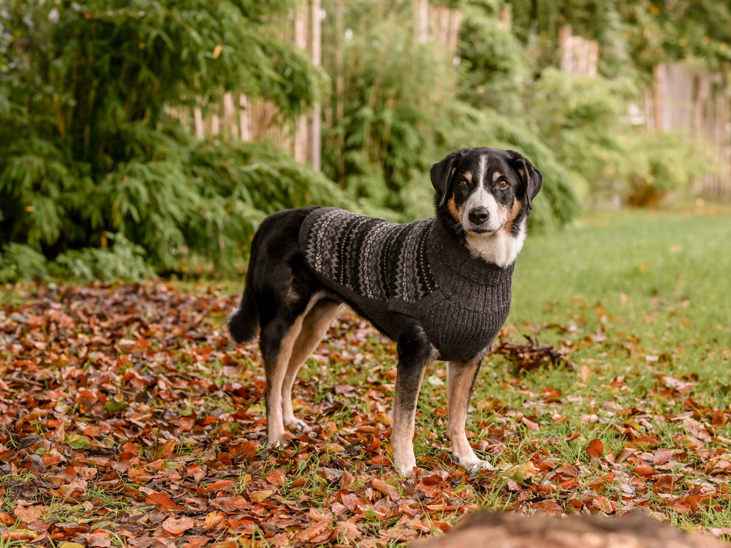 Pullover für Hunde: Himalaya