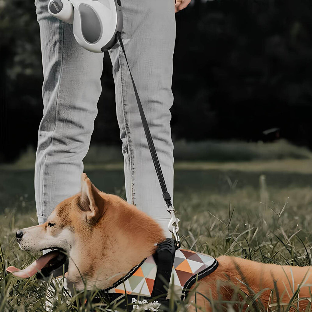 LED-Hundeleine – Einziehbare und beleuchtete Trainingsleine für sicheres Gassi gehen