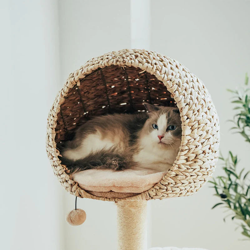 Vogelnest-Kratzbaum für Katzen – Der perfekte Ruhe- und Spielplatz für Ihre Katze