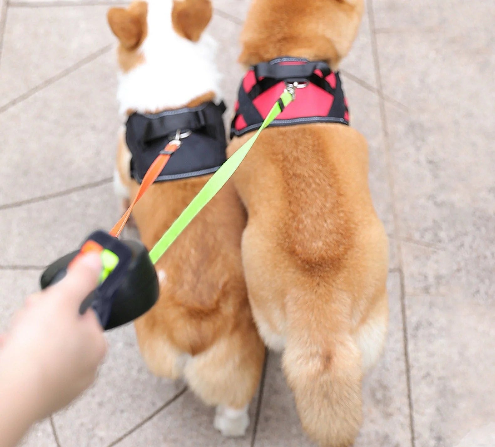 Doppelte Hundeleine | Perfekte Lsung für Spaziergnge mit zwei Hunden