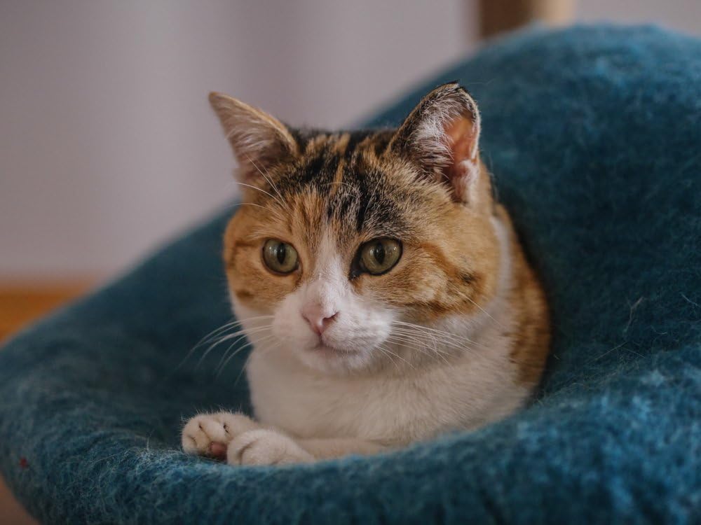 ecocasa Cuccia Casetta per Gatti Cuscino per Gatti XL – anche per Gatti Grandi – Esterno Robusto e Interno Morbidissimo – Fatto a Mano in Lana Neozelandese – Blu Oceano