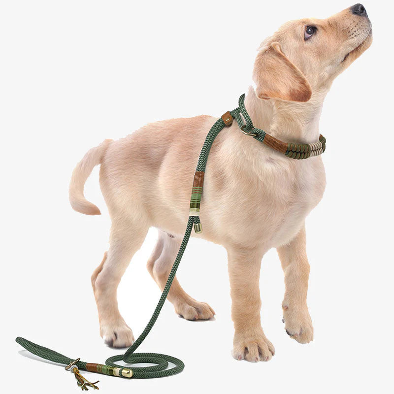 Premium Hunde-Trainingsleine – Geflochtenes Design ohne Zug