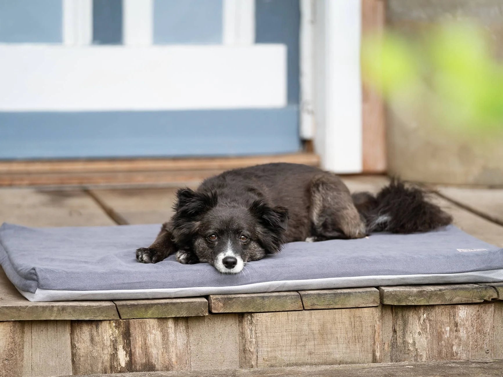 Tappeto per cani Jokkmokk Alltid