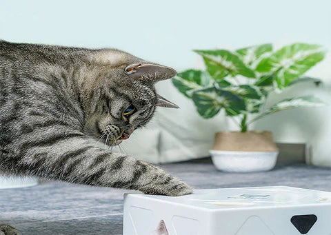 Fafas Giocattolo Interattivo per Gatti – Gioco Veloce con Piuma per Gatti Attivi