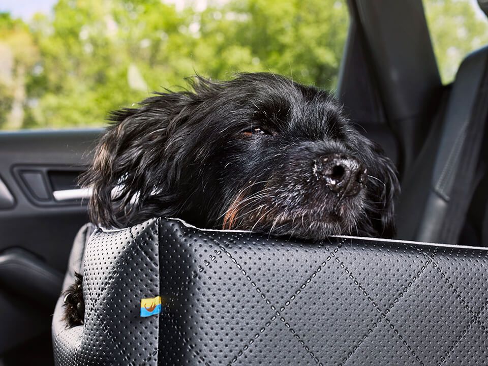 Hunde Autositz Rida