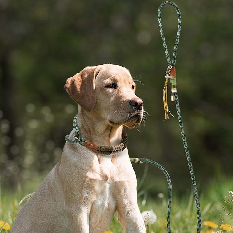 Premium Hunde-Trainingsleine – Geflochtenes Design ohne Zug