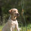 Premium Hunde-Trainingsleine – Geflochtenes Design ohne Zug