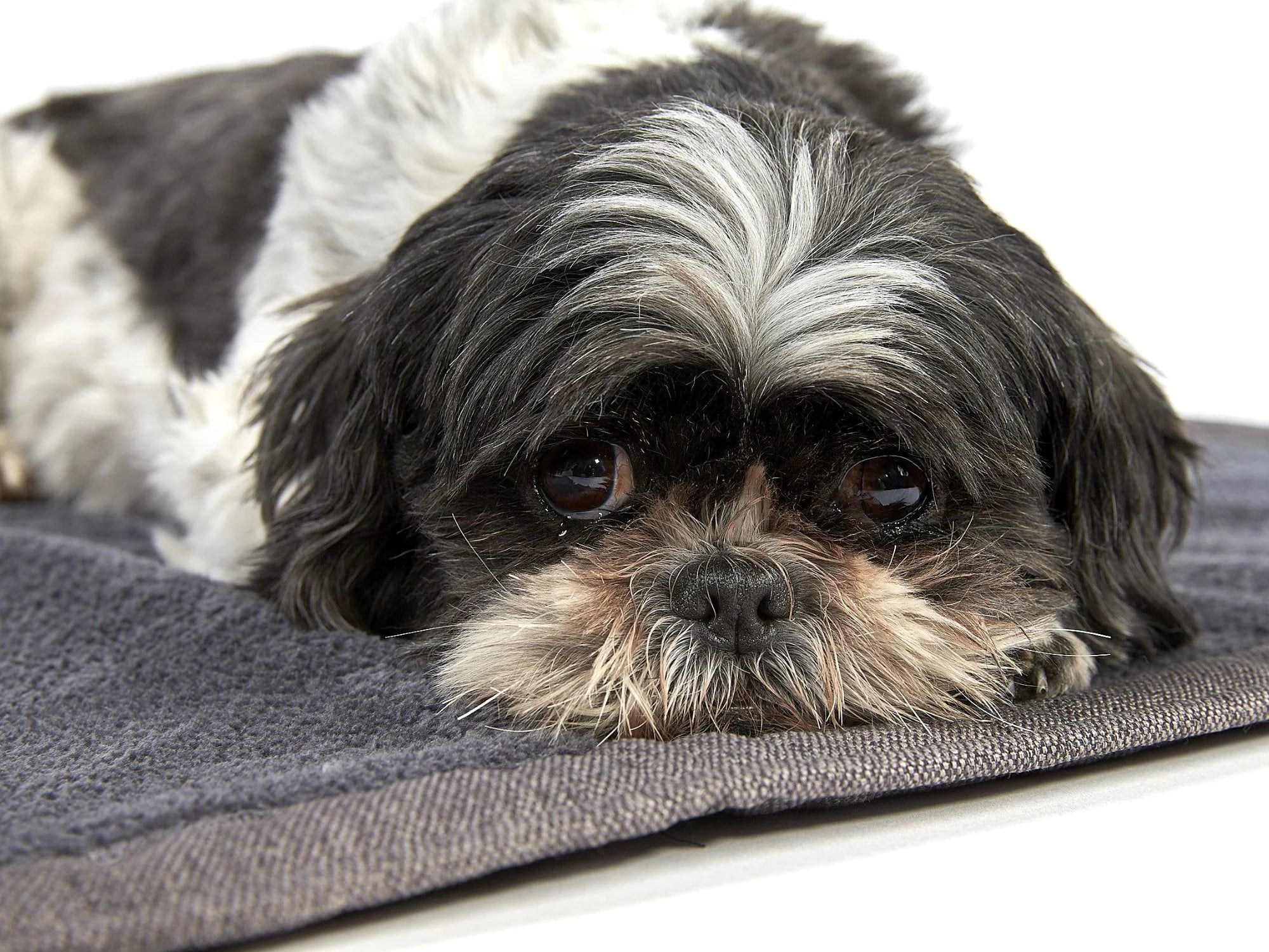 Coperta per cani Cosy Plus
