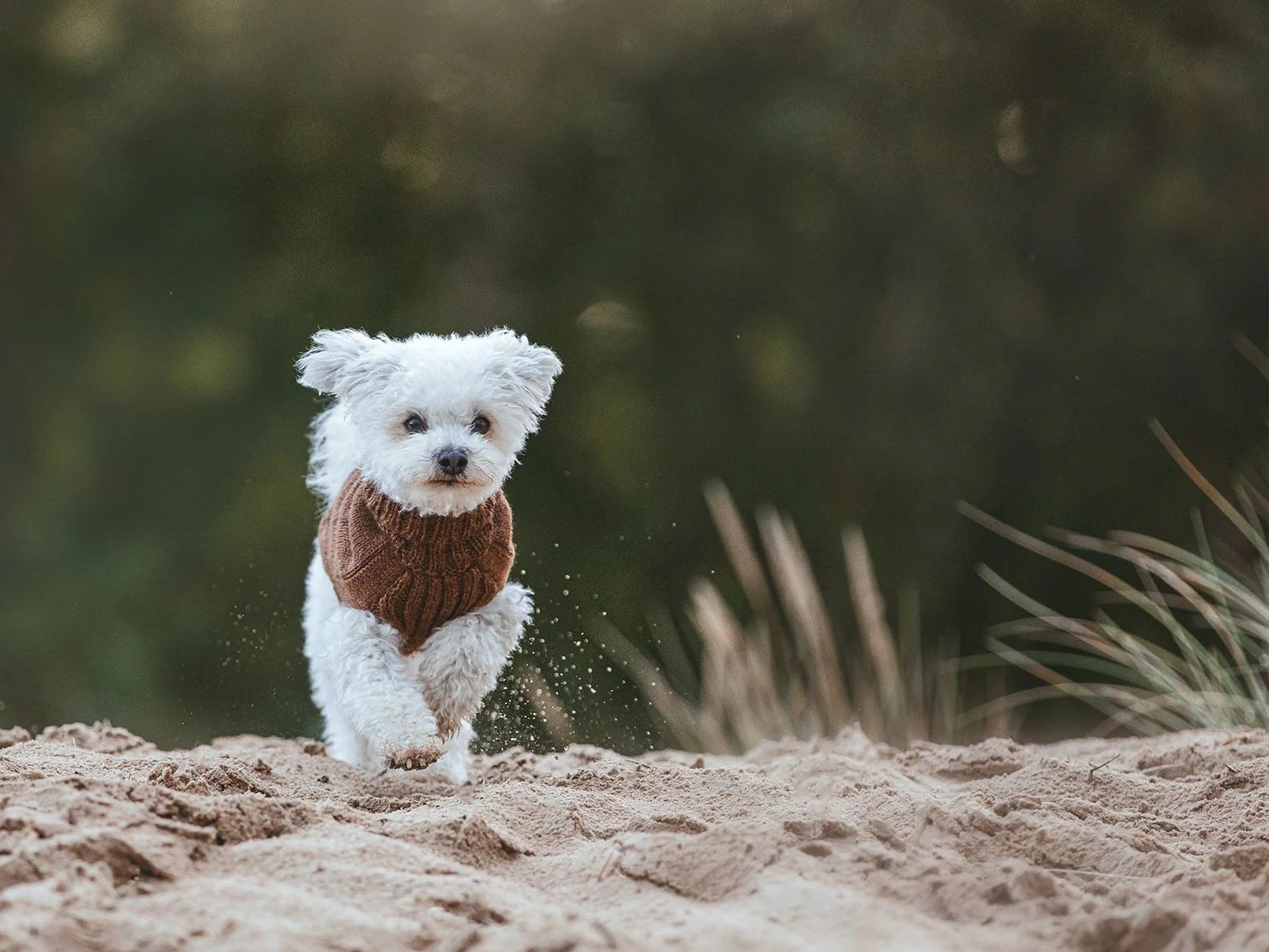 Pullover für Hunde: Himalaya