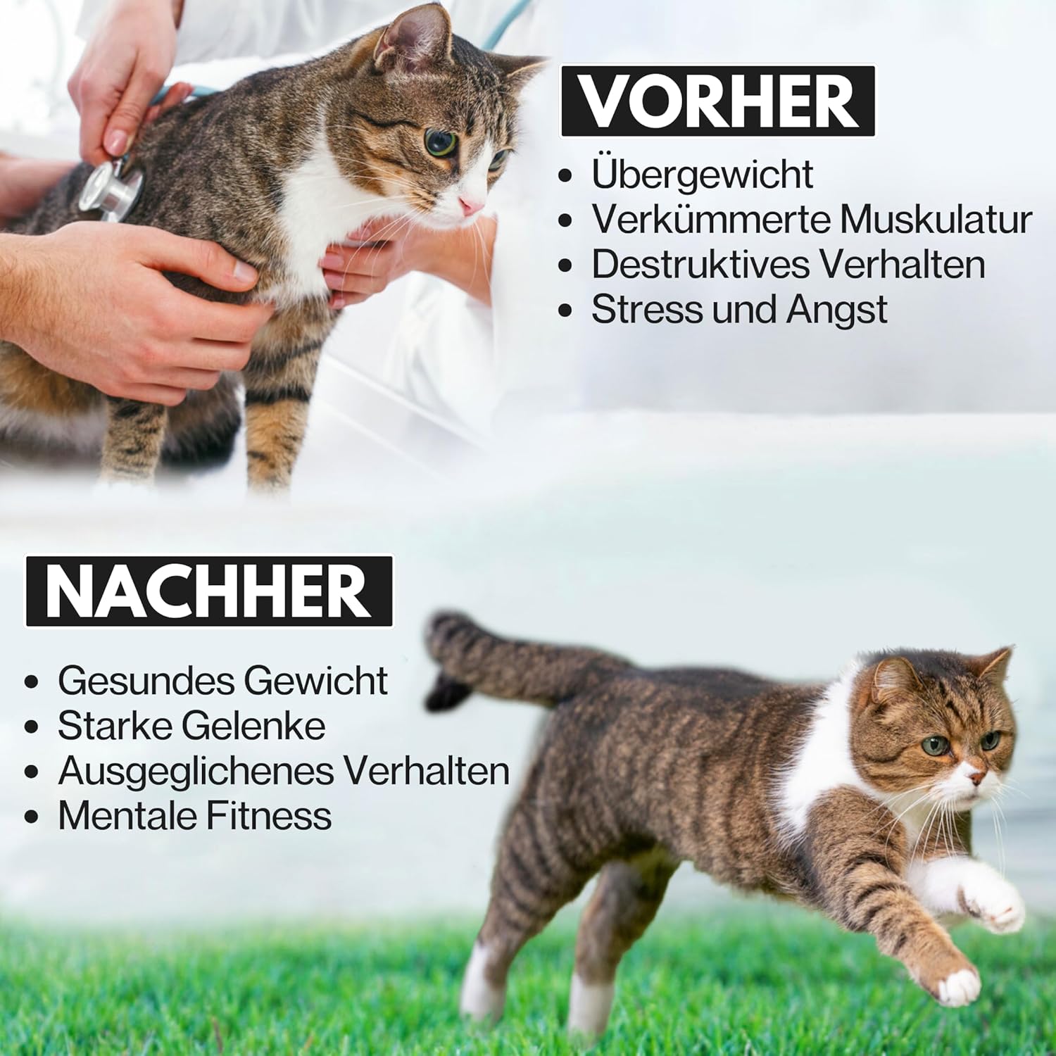 noviclass® Katzenlaufrad Baghira Groß XXL | 132cm Durchmesser Artgerecht für große Katzen | Laufrad für Katzen | Kratzfest, stabil und leise | Geprüfte Qualität und mit Deutscher Anleitung (Holz)