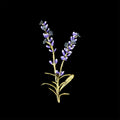 Spilla di lavanda