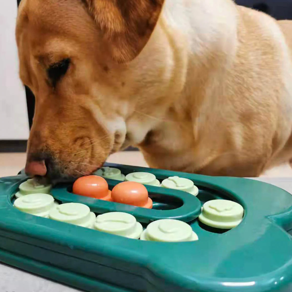 Quietschspa Hundespielzeug-Set – Interaktive Plüsch-Leckereien und Kaue-Spa