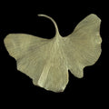 Ginkgo - Brosche gro
