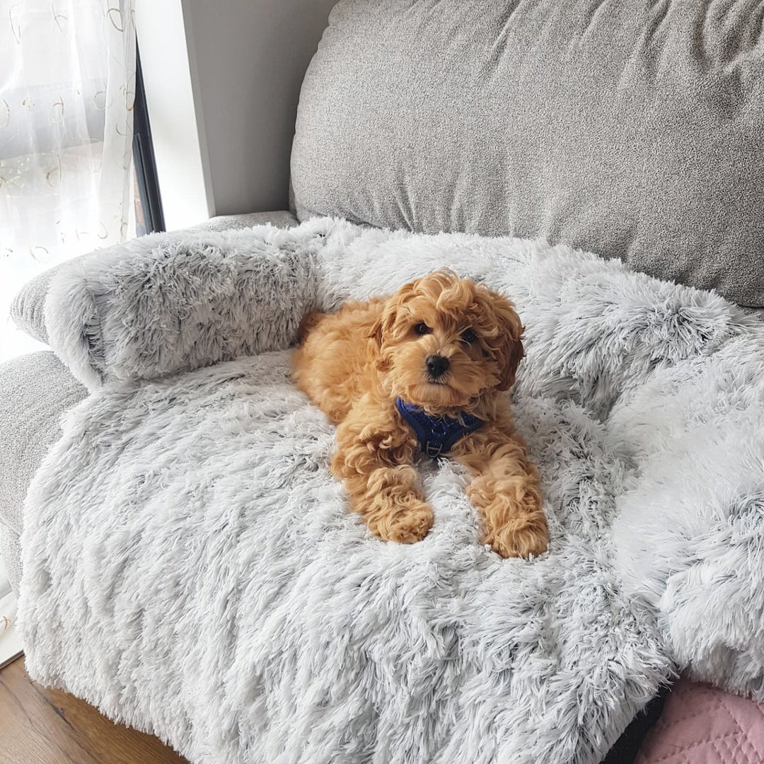 ComfortGuard - kuschliges Sofa- und Mbelschutz für Hunde, Hundebett