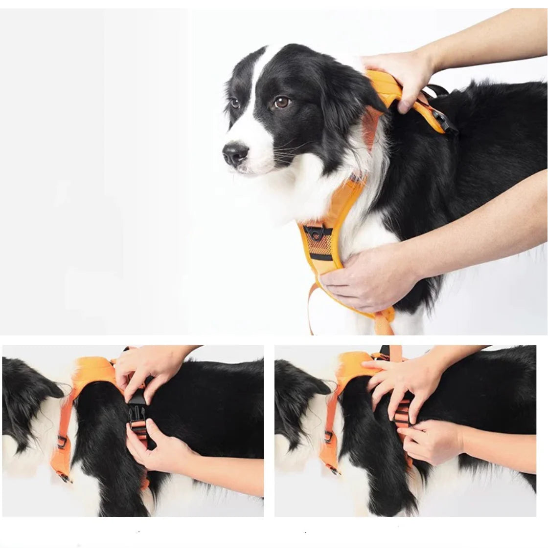 Imbracatura per cani con guinzaglio integrato: comfort e controllo in un'unica soluzione