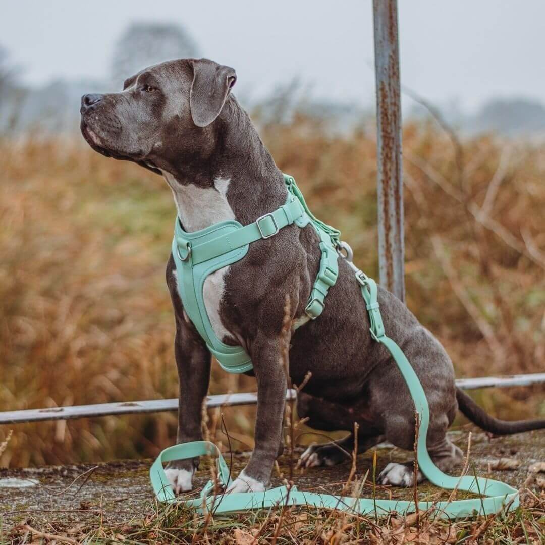 FlexiFit - Verstellbares Gummiband-Hundegeschirr für maximalen Komfort