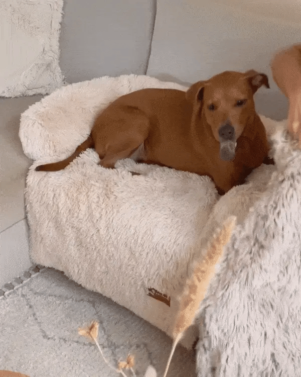 CuddlePaw Haustierdecke - Komfortabel und Weich für einen Entspannten Schlaf
