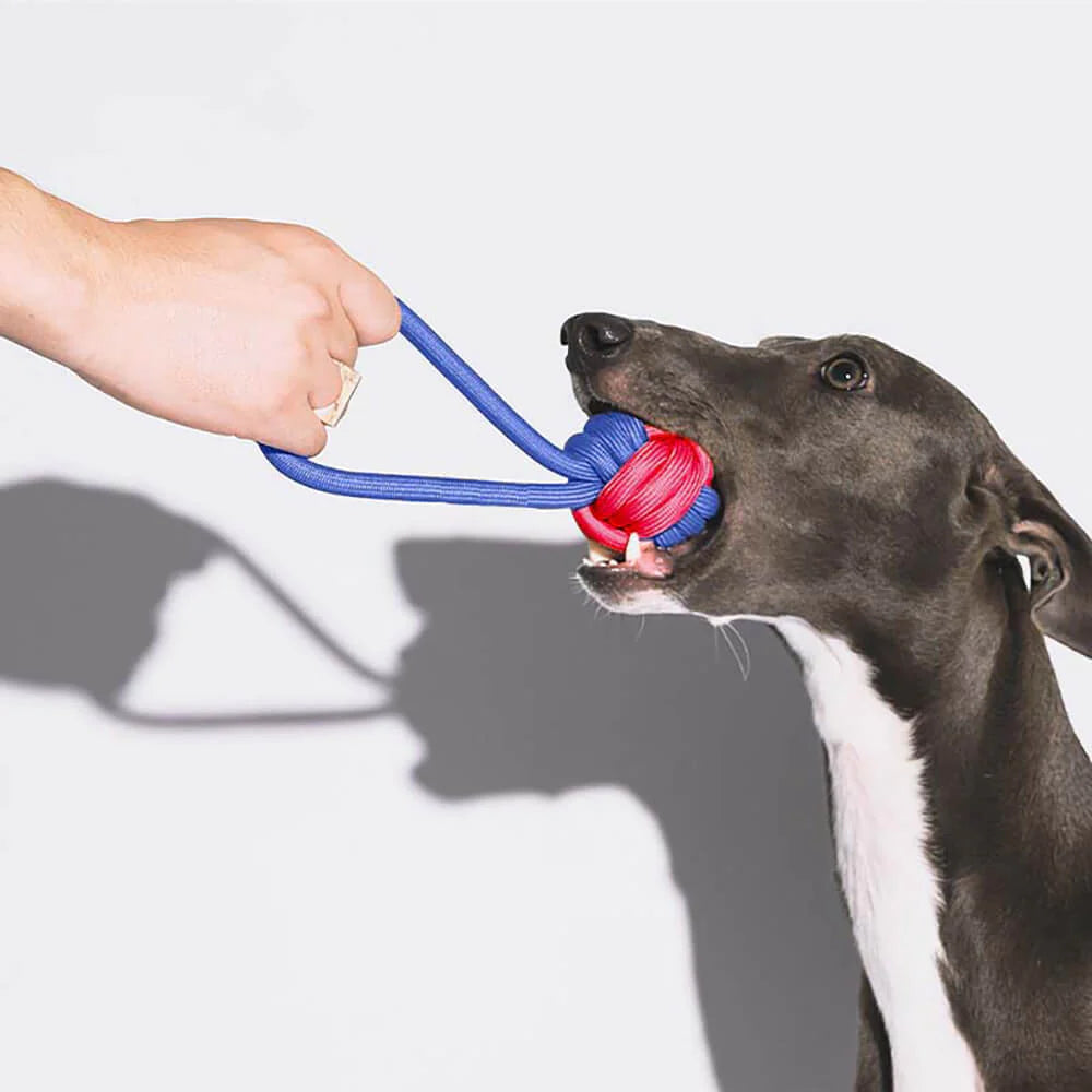 Quietschspa Hundespielzeug-Set – Interaktive Plüsch-Leckereien und Kaue-Spa