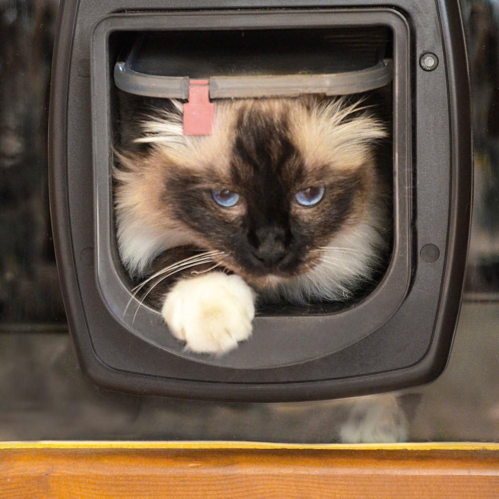 Ferplast Gattaiola per Cani di Taglia Media, Gattaiola per Gatti, Sportello per Animali Domestici a 4 Vie con Ingresso e Uscita Controllabili, con Protezione dalle Correnti d'Aria, Tunnel Completo, Sportello per Cani Swing 11, Grigio