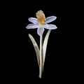 Narciso - Spilla