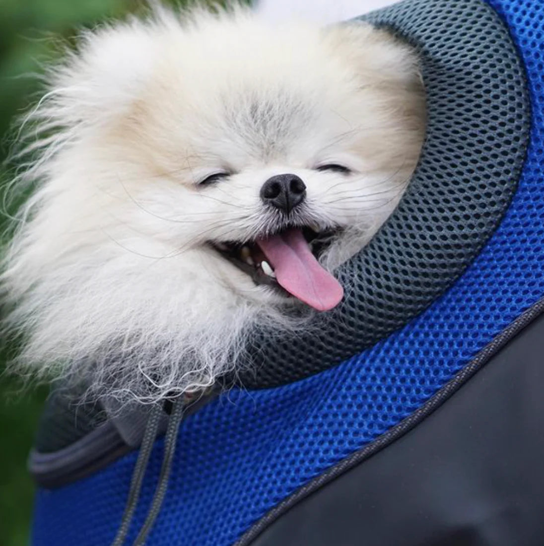 Verstellbarer Hunde-Tragerucksack für kleine & mittelgroe Hunde bis 11 kg – Komfort und Sicherheit unterwegs