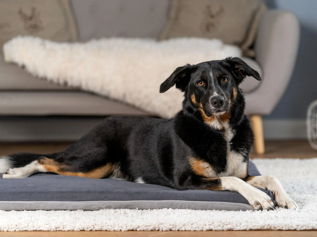 Tappeto per cani Jokkmokk Alltid